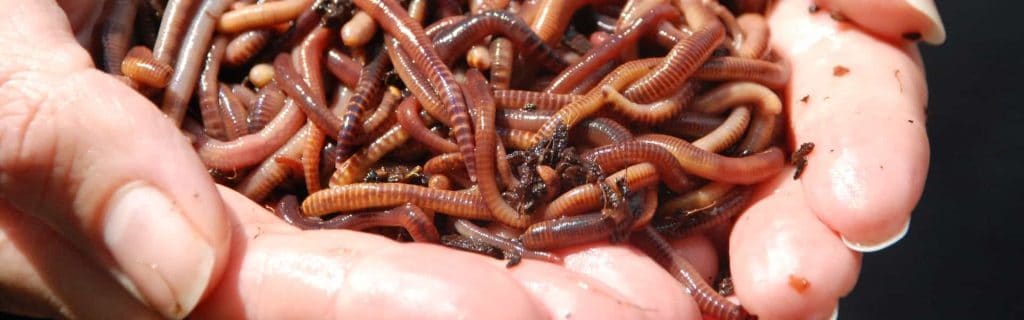 Septic Tank Worms