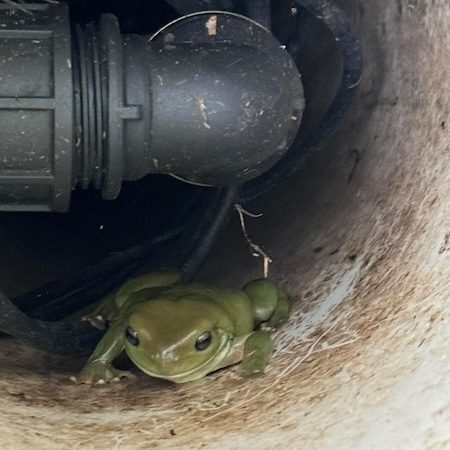 Worm Farm Waste System Frog
