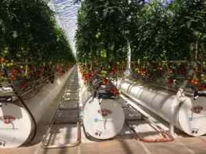 Commercial Septic System Flavorite Tomatoes
