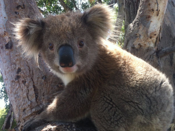 Raymond Island Koala's